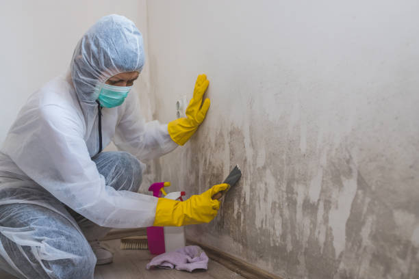 Best Crawl Space Mold Remediation  in Coplay, PA